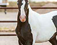 black-arabian-pinto-horse