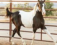 white-arabian-pinto