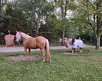 liberty-palomino-gaited-mare