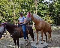 liberty-palomino-gaited-tennessee-walking-horse