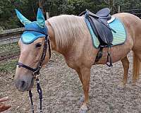 liberty-palomino-gaited-horse