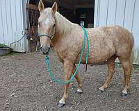 liberty-palomino-gaited-palomino-tennessee-walking-horse