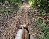 athletic-tennessee-walking-horse