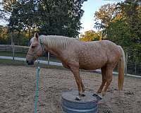 palomino-star-horse