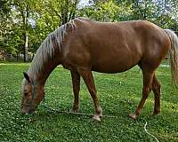 dappled-tennessee-walking-horse