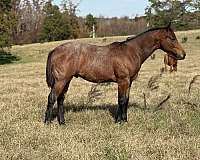 bay-roan-pr-horse