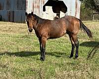 athletic-quarter-horse