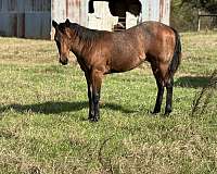 barrel-quarter-horse