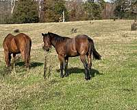 breeding-quarter-horse