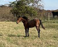 calf-roping-quarter-horse