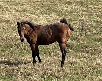 cowboy-mounted-shooting-quarter-horse