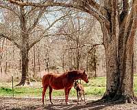 cutting-quarter-horse