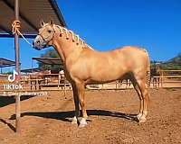 won-andalusian-horse