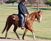 ranch-work-quarter-horse