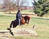 all-around-quarter-horse