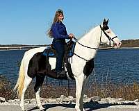 gaited-missouri-fox-trotter-horse