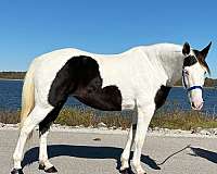 husband-safe-missouri-fox-trotter-horse