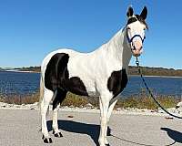 parade-missouri-fox-trotter-horse