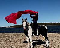 parade-missouri-fox-trotter-horse