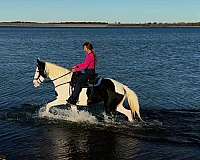 pinto-missouri-fox-trotter-mare