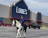 pinto-missouri-fox-trotter-mare