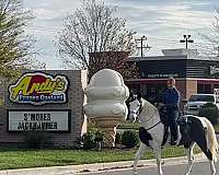 hat-missouri-fox-trotter-horse