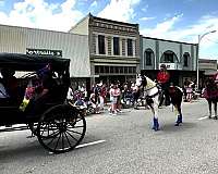 hat-missouri-fox-trotter-horse