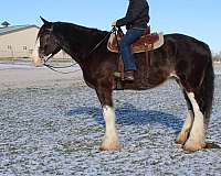 driving-clydesdale-horse