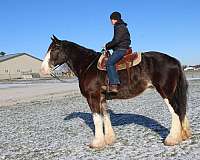 kid-safe-clydesdale-horse