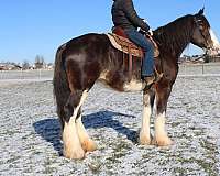 husband-safe-clydesdale-horse