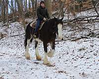 parade-clydesdale-horse