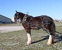 mounted-patrol-clydesdale-horse