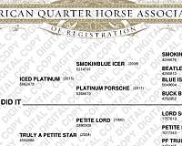 beginner-safe-quarter-horse