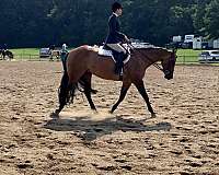 ranch-work-quarter-horse