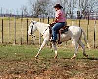 beginner-safe-quarter-horse