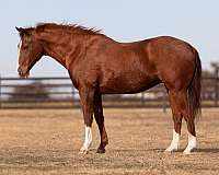 ranch-work-quarter-horse