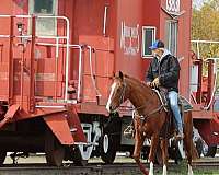 husband-safe-quarter-horse