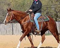 jumping-quarter-horse