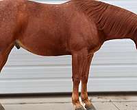 red-roan-blaze-horse