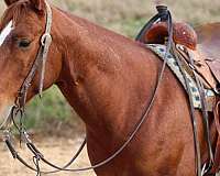 ranch-work-quarter-horse