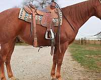 athletic-quarter-horse