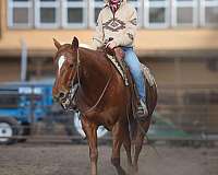 calf-roping-quarter-horse