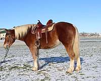 driving-draft-horse