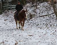 kid-safe-draft-horse