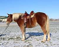 husband-safe-draft-horse