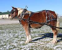 parade-draft-horse