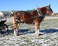 team-driving-draft-horse