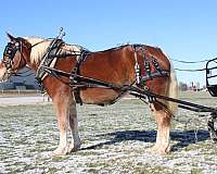 pleasure-driving-draft-horse