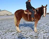 all-around-draft-horse