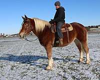 parade-draft-horse